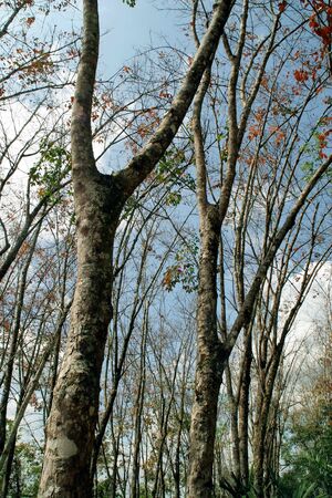 Rubber Treesの写真素材