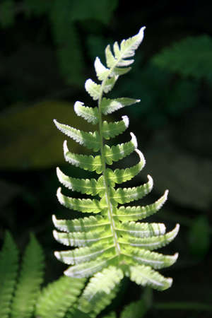 Fern leafの写真素材