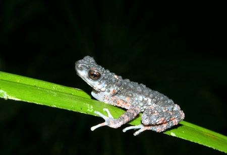 Toadの写真素材