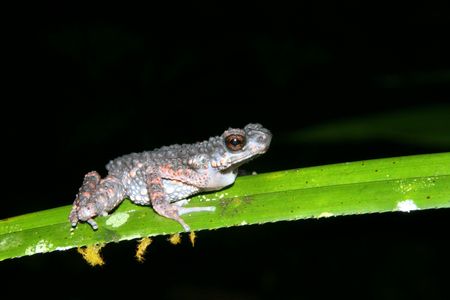 Toadの写真素材