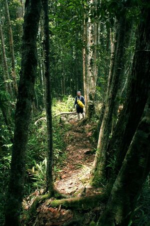 Treeの写真素材