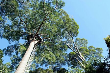 Treeの写真素材