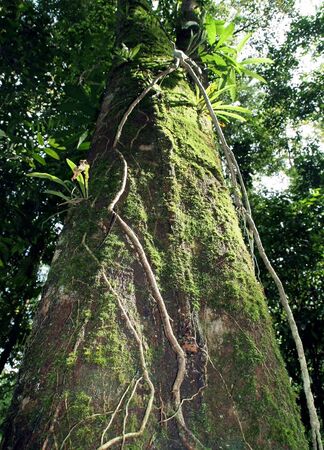 Treeの写真素材