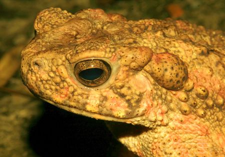 Toadの写真素材