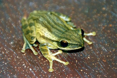 Frogの写真素材