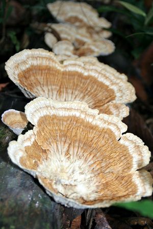 Fungiの写真素材