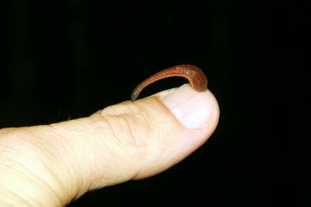 Leechの写真素材