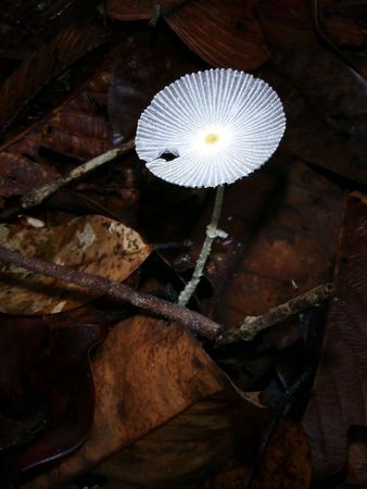 Mushroomの写真素材