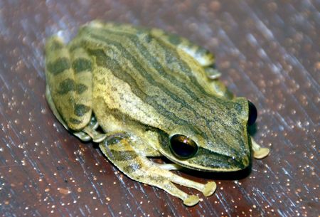 Frogの写真素材