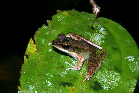 Frogの写真素材