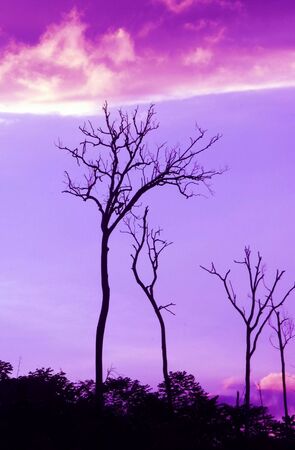 Treeの写真素材