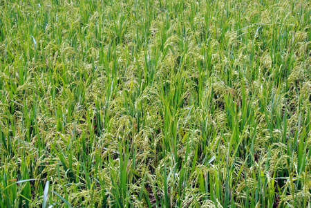 Paddy Fieldの写真素材