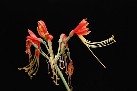 Flowerの写真素材