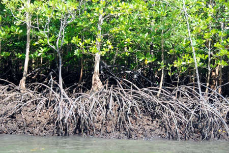 Mangroveの写真素材