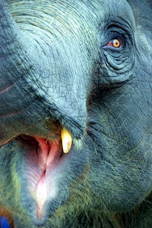 Elephantの写真素材