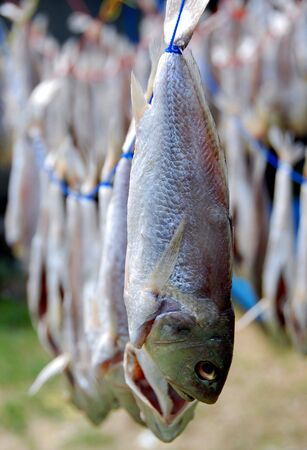 Salted Fishの写真素材