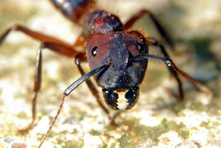 Antの写真素材