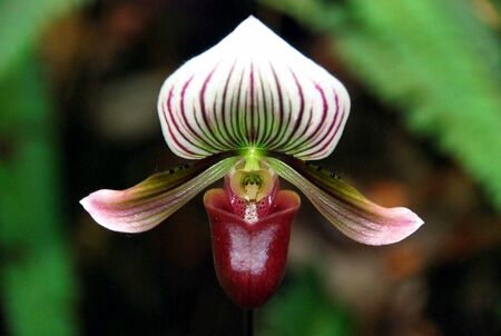 Slipper Orchidの写真素材