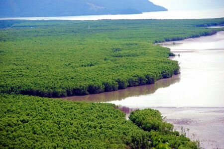 Mangrove Forestの写真素材