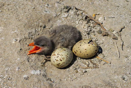 youngling chick Caspian tern and two eggs in nestling pit on groundの写真素材