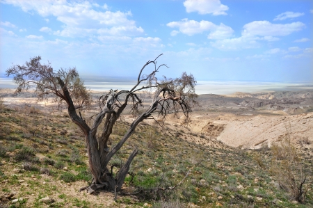 Saxaul  Haloxylon  trees against the backdrop of the beautiful landscape of the plateau Ustyurtの写真素材