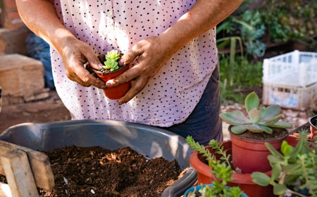 Female person working in the care and attention of a nursery of ornamental plants, crassulas and...