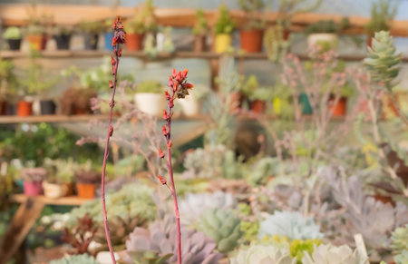 Female person working in the care and attention of a nursery of ornamental plants, crassulas and cacti in a colony in Misiones, Argentina.の写真素材