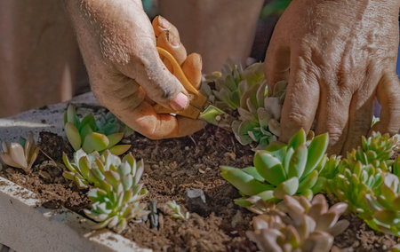 Female person working in the care and attention of a nursery of ornamental plants, crassulas and...