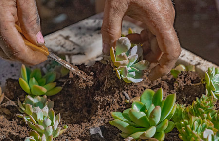 Female person working in the care and attention of a nursery of ornamental plants, crassulas and...