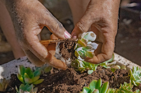 Female person working in the care and attention of a nursery of ornamental plants, crassulas and...