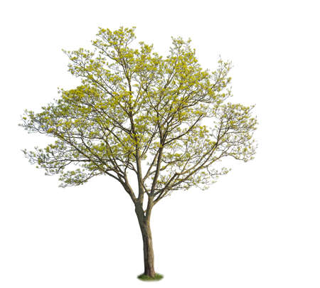 A maple tree isolated on white background.の写真素材