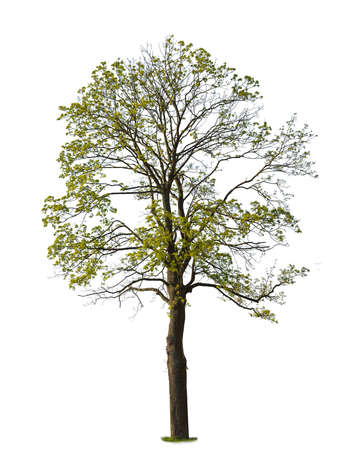Norway Maple, known also as Acer platanoides, isolated on white background.の写真素材
