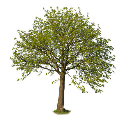 Cutout Linden tree with green leaves in spring, isolated on white background.の写真素材