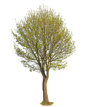 Callery pear, known also as Pyrus calleryana, isolated tree on white background.の写真素材