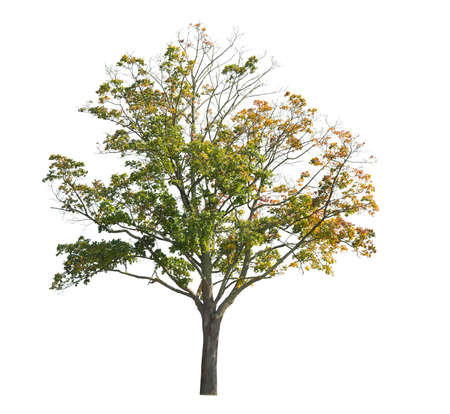 A maple tree, deciduous tree isolated on white background, its leaves are turning yellow.の写真素材
