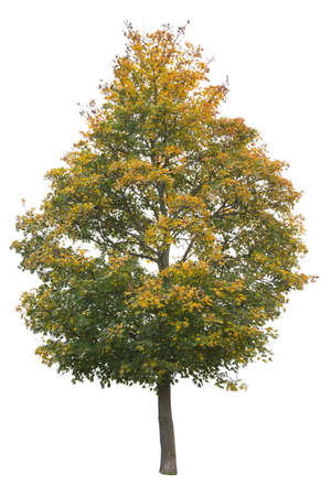 Norway Marple tree in autumn with green and yellow leaves, cutout isolated on white background.の写真素材