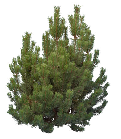 Shrub pine close-up, cutout isolated on white backgroundの写真素材