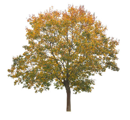 nigrum, black maple, a species of maple closely related to A. Saccharum. Tree isolated on white background.の写真素材