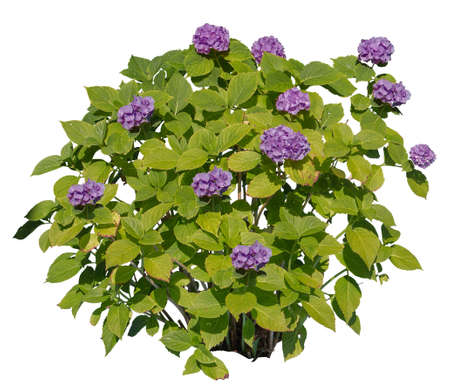 Hydrangea, known also as Hortensia, with purple flowers, cutout plant isolated on white background.の写真素材