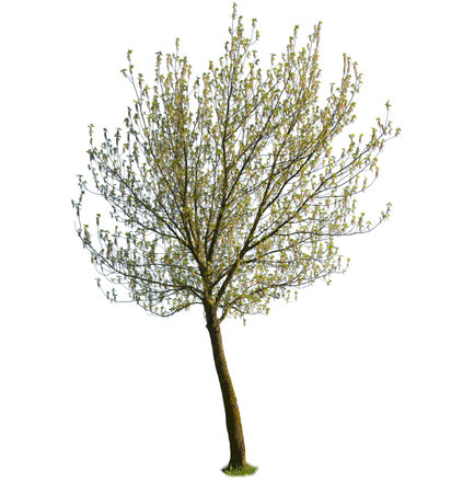 negundo, also known as Box elder or Manitoba Maple, isolated on white background.の写真素材