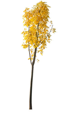 Aspen tree with yellow and orange leaves during autumn, cutout tree isolated on white background.の写真素材