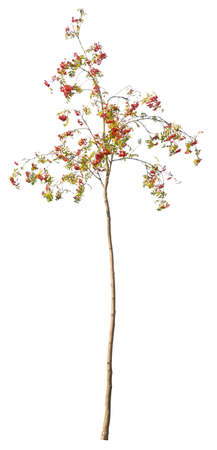Hawthorn plant cutout, isolated on white background.の写真素材