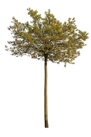 Western juniper also known with scientific name Juniperus occidentalis, tree isolated on white background.の写真素材