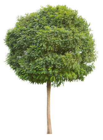 Honey locust, cutout tree isolated on white background.の写真素材