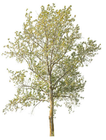 Lime tree in autumn with yellow and green leaves, cutout isolated on white background.の写真素材