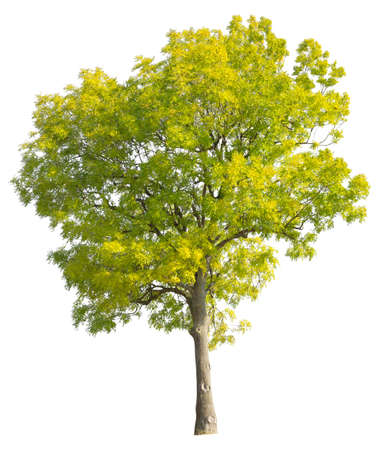 Autumn Ash tree cut-out, isolated on white background.の写真素材