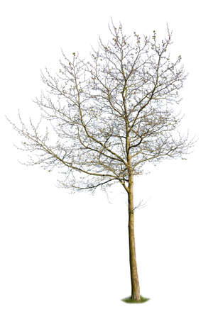 Deciduous tree pre blooming during spring season, cutout tree.の写真素材
