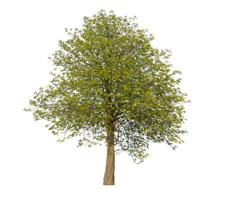 Tilia tree, known also as linden, in spring, isolated on white background.の写真素材
