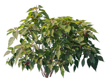Poinsettia shrub with green leaves, isolated on white background.の写真素材