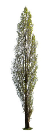 Populus, known also as Poplar tree, isolated on white background.の写真素材